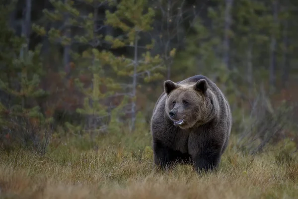 Старый Самец Бурого Медведя Ursus Arctos Типичном Скандинавском Европейском Лесу — стоковое фото