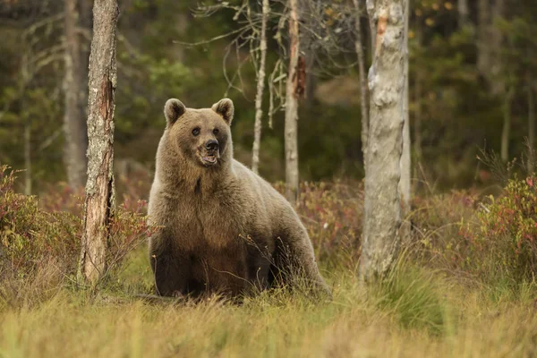 Urso Castanho Urso Arcos Floresta Nórdica Europeia Típica Finlândia Europa — Fotografia de Stock