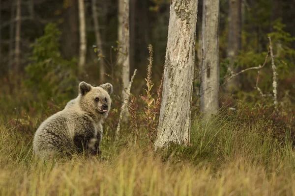 Куб Бурого Медведя Ursus Arctos Типичном Североевропейском Лесу Финляндия Европа — стоковое фото