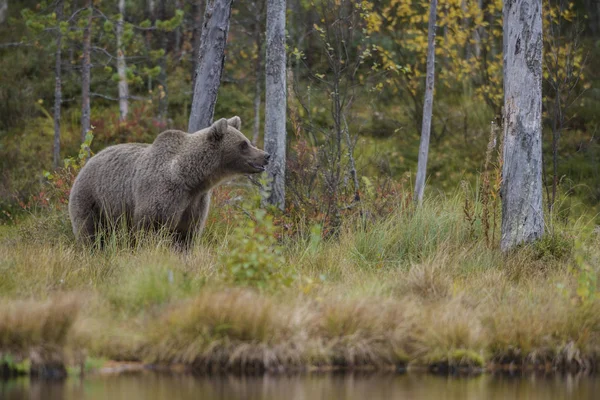 Urso Castanho Urso Arcos Floresta Nórdica Europeia Típica Finlândia Europa — Fotografia de Stock