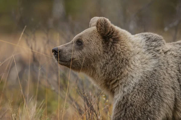 Портрет Бурого Медведя Ursus Arctos Типичном Северном Европейском Лесу Финляндия — стоковое фото
