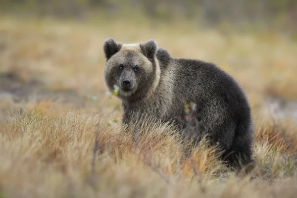 Молодой Куб Бурого Медведя Ursus Arctos Типичном Северном Европейском Лесу — стоковое фото