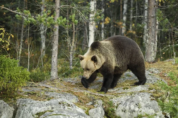 Бурый Медведь Ursus Arctos Типичных Северных Лесах Европы Финляндия Европа — стоковое фото