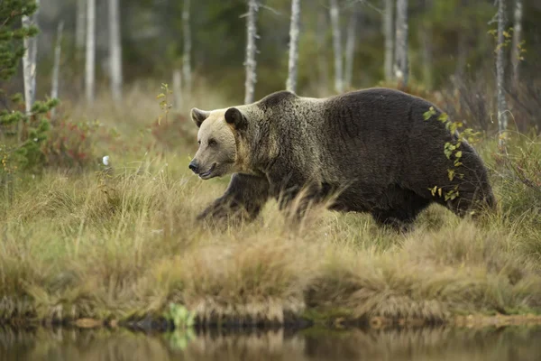 ヒグマ 典型的な北欧ヨーロッパの森林 フィンランド ヨーロッパの Ursus Arctos — ストック写真
