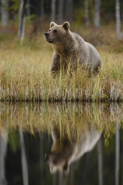 Wasserreflexion Von Braunbär Ursus Arctos Typisch Nordeuropäischen Wäldern Finnland Europa — Stockfoto