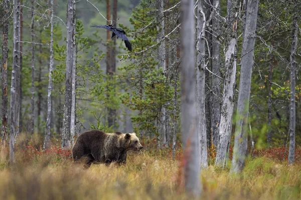 Бурый Медведь Ursus Arctos Типичных Северных Лесах Европы Финляндия Европа — стоковое фото