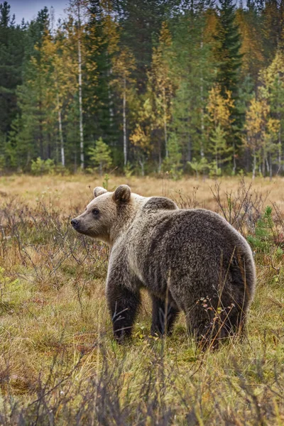 Urso Castanho Urso Arcos Floresta Nórdica Europeia Típica Finlândia Europa — Fotografia de Stock