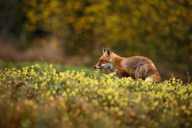 Kızıl Tilki - Vulpes vulpes, Avrupa orman. Avcılık.