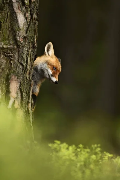 Red Fox Vulpes Vulpes Leśny Polowanie — Zdjęcie stockowe