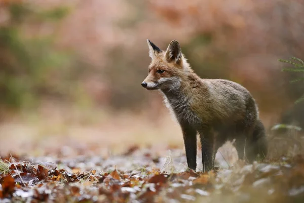 Zorro Rojo Vulpes Vulpes Bosque Europeo Caza —  Fotos de Stock