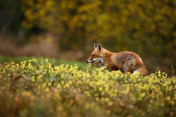 Red Fox Vulpes Vulpes Leśny Polowanie — Zdjęcie stockowe