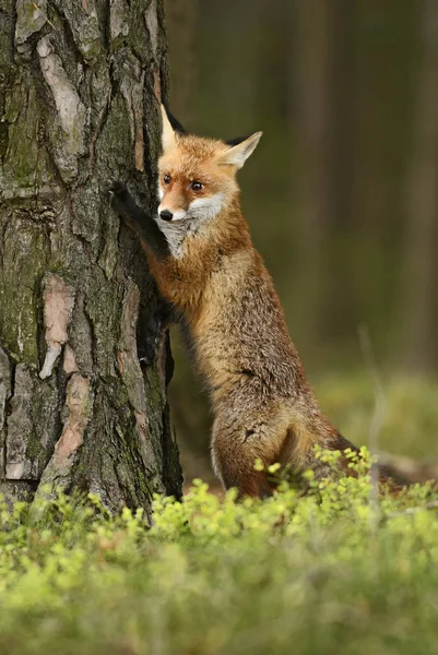 狐狸狐狸 欧洲森林 — 图库照片