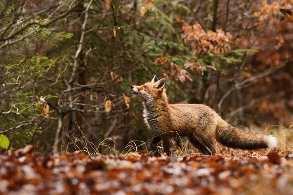 Red Fox Vulpes Vulpes Leśny Polowanie — Zdjęcie stockowe