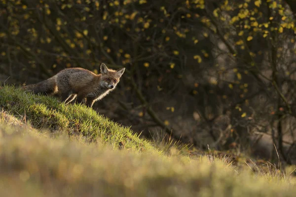 Red Fox Vulpes Vulpes Floresta Europeia Caça — Fotografia de Stock