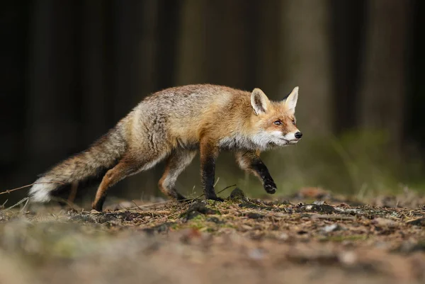 Red Fox Vulpes Vulpes Leśny Polowanie — Zdjęcie stockowe