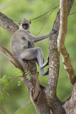 Hanuman Langur - Semnopithecus TELLUS, Sri Lanka. Dal üzerinde oturan.