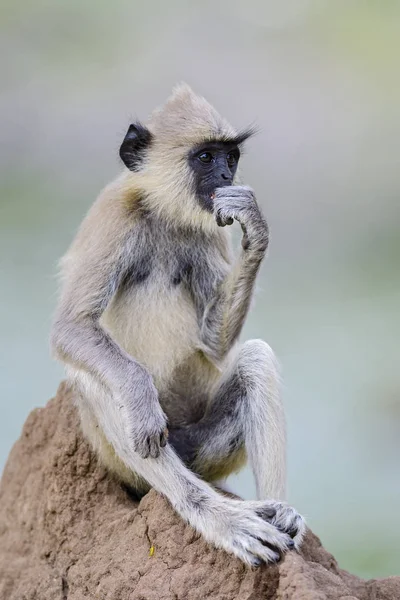 Hanuman Langur Semnopithecus Entellus Шри Ланка Мышление — стоковое фото