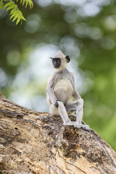 Hanuman Langur - Semnopithecus entellus, Sri Lanka. Sitting on the branch.