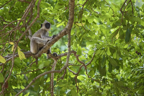 Hanuman Langur - Semnopithecus entellus, Sri Lanka. Sitting on the branch deep in forest.