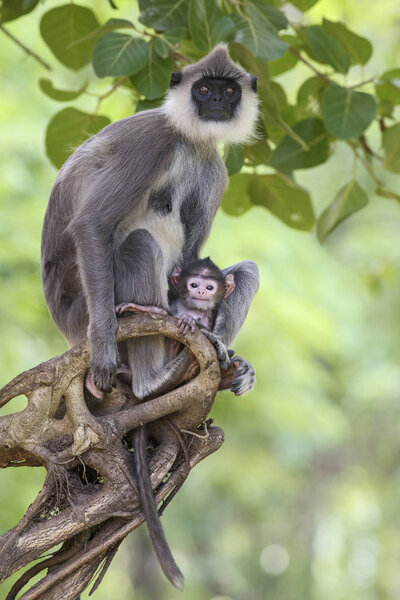 Hanuman Langur - Semnopithecus entellus, Sri Lanka. Mother with cub sitting on the branch. Eye contact.
