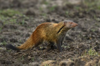 Striped-necked Mongoose - Herpestes vitticollis, Sri Lanka clipart