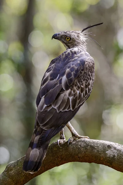 Changeable Hawk Eagle Spizaetus Cirrhatus Sri Lanka Assis Sur Branche — Photo