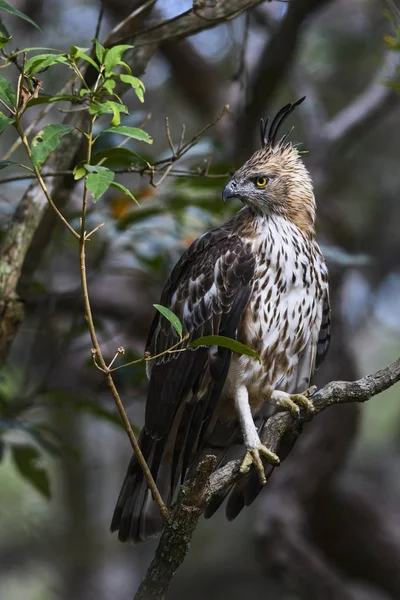 Changeable Hawk Eagle Spizaetus Cirrhatus Sri Lanka Assis Sur Branche — Photo