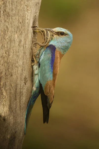 European Roller Coracias Garrulus Feeding Chick Nest Tree — Stock Photo, Image