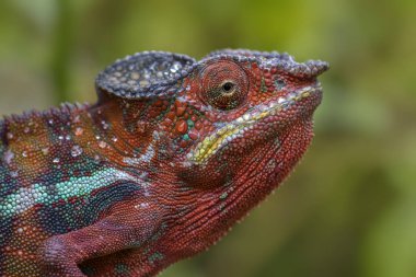 Panter bukalemun - Furcifer pardalis avcılık böcekler yağmur ormanlarında, Madagaskar