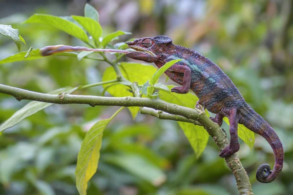 Panther Chameleon Furcifer Pardalis Cazando Insectos Selva Tropical Madagascar — Foto de Stock