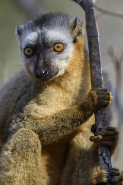 Kırmızı önlü Lemur - Eulemur rufifrons, Kirindi orman, Madagaskar portresi