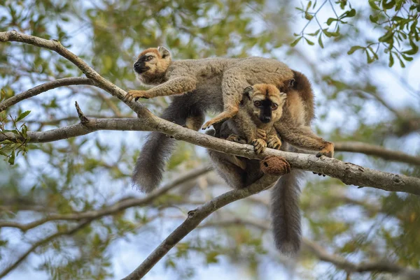 Portrait Red Fronted Lemur Eulemur Rufifrons Kirindi Forest Madagascar — Stock Photo, Image