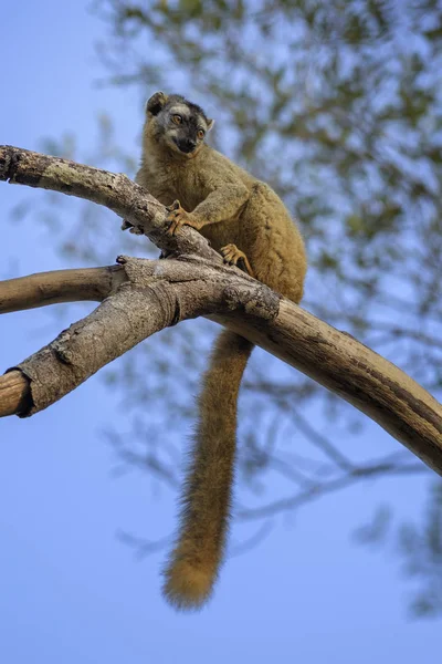 Portrait Red Fronted Lemur Eulemur Rufifrons Kirindi Forest Madagascar — Stock Photo, Image