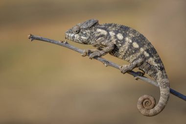 Oustalet'ın bukalemun - Furcifer oustaleti, Kirindi orman, Madagaskar