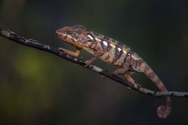 Oustalet'ın bukalemun - Furcifer oustaleti, Kirindi orman, Madagaskar