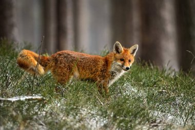 Kızıl Tilki - Vulpes vulpes, kış aylarında Avrupa orman.