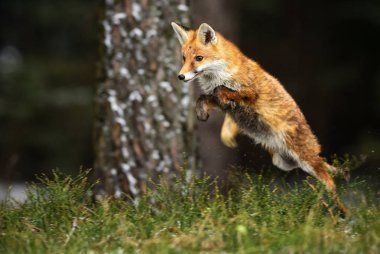 Kızıl Tilki - avcılık Vulpes vulpes, kış aylarında Avrupa orman. Uçan tilki.