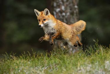 Kızıl Tilki - avcılık Vulpes vulpes, kış aylarında Avrupa orman. Uçan tilki.