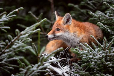 Kızıl Tilki - Vulpes vulpes, kış aylarında Avrupa orman.
