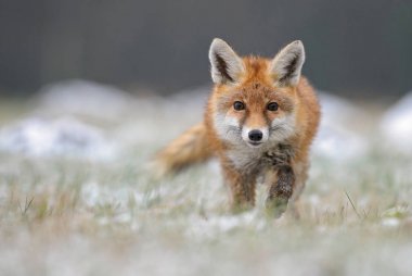 Kızıl Tilki - Vulpes vulpes, kış aylarında Avrupa orman. Göz teması.