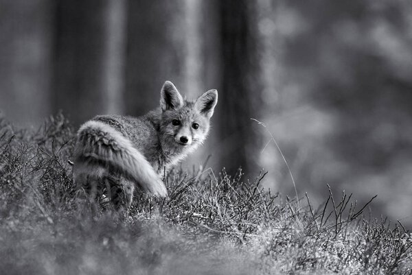 Red Fox - Vulpes vulpes, winter in European forest. Black&White.