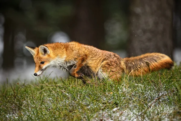 红色狐狸 狐狸狐狸狩猎 冬天在欧洲森林里 — 图库照片