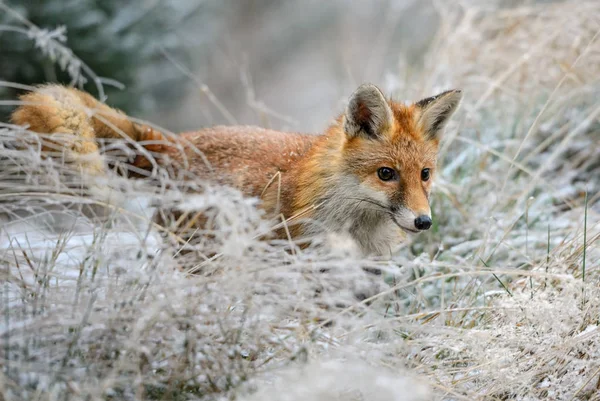 Red Fox Vulpes Vulpes Zima Lesie Europejskiego — Zdjęcie stockowe