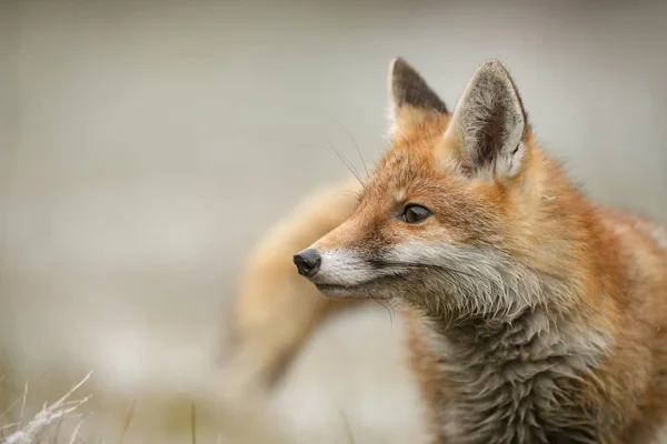 Portret Red Fox Vulpes Vulpes Zima Lesie Europejskiego — Zdjęcie stockowe