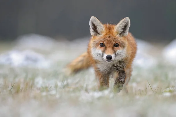 Red Fox Vulpes Vulpes Zima Lesie Europejskich Kontakt Oczami — Zdjęcie stockowe