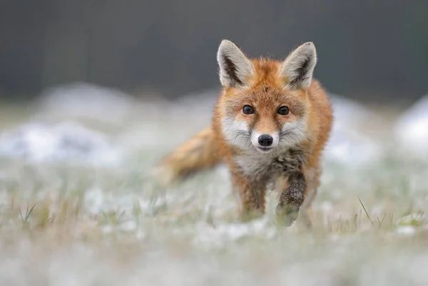 Kızıl Tilki - Vulpes vulpes, kış aylarında Avrupa orman. Göz teması.