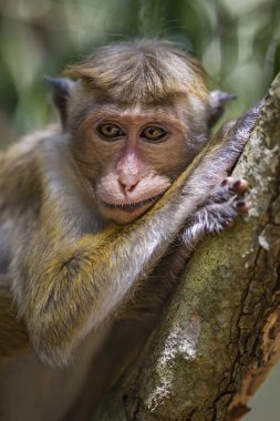 Portre rahatlatıcı Toque makak - Macaca sinica, Sri Lanka