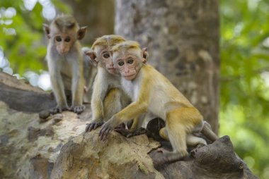 Üç genç Toque makak - Macaca sinica birlikte, Sri Lanka oynama