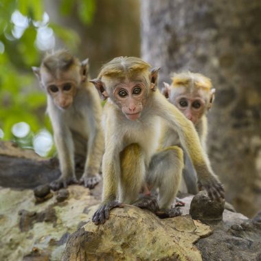 Üç genç Toque makak - Macaca sinica birlikte, Sri Lanka oynama