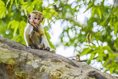 Genç Toque makak - Macaca sinica bacağını Sri Lanka ile oynamak